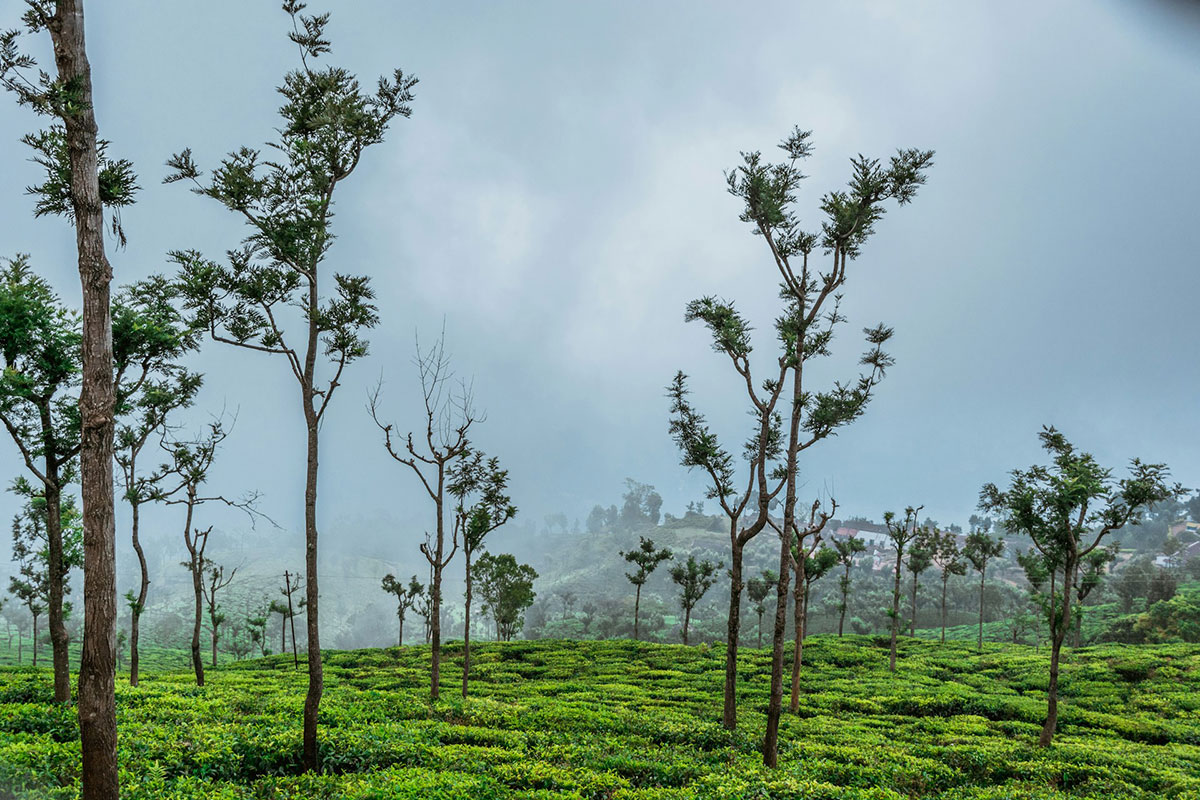 Coonoor