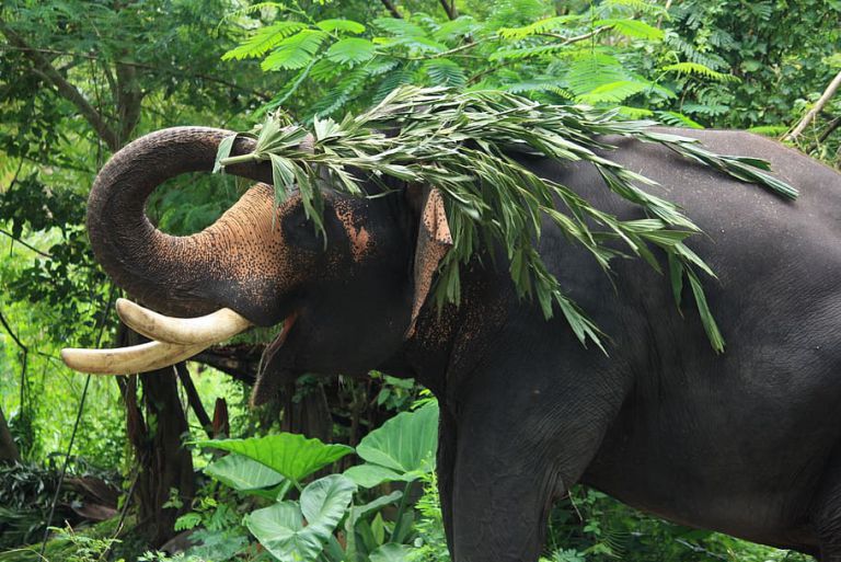 Periyar National Park, Kerala